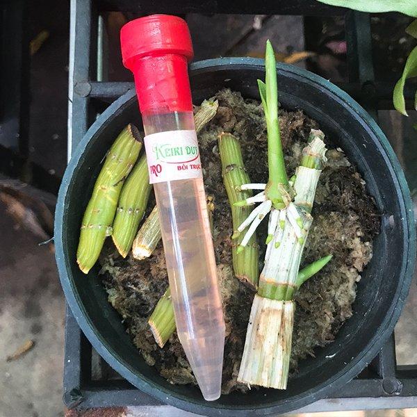 Dung dịch kích mắt ngủ dạng bôi hoặc tiêm Keiki Duy Pro 15 ml