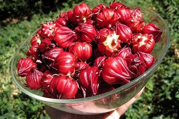 "Gói 10 Hạt " Hạt Giống Cây Atiso Đỏ ( Bụp Giấm)