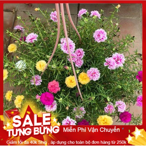 Hạt giống hoa mười giờ mỹ kép mix