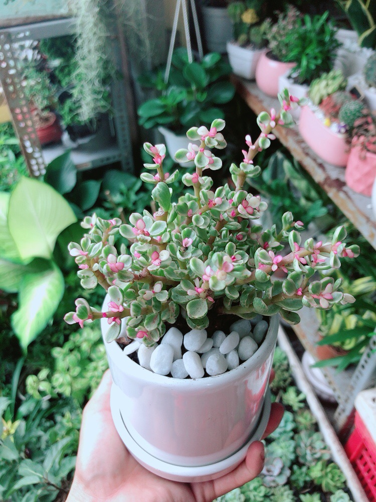 Chậu Sen Đá Nở Hoa
