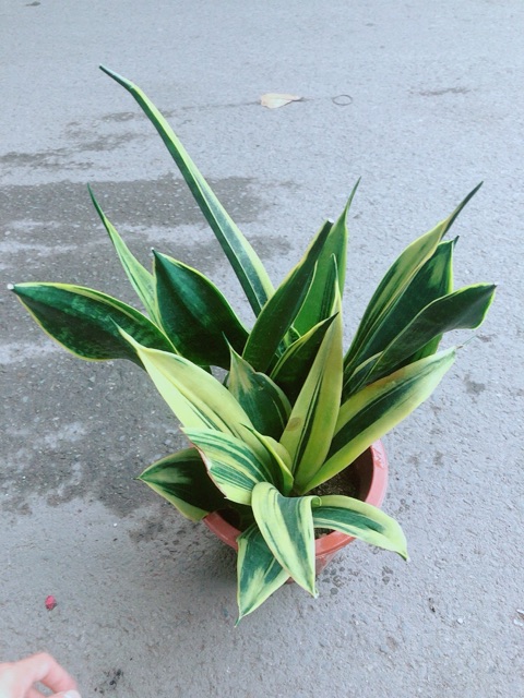 [HCM]Lưỡi Hổ Hoàng Kim