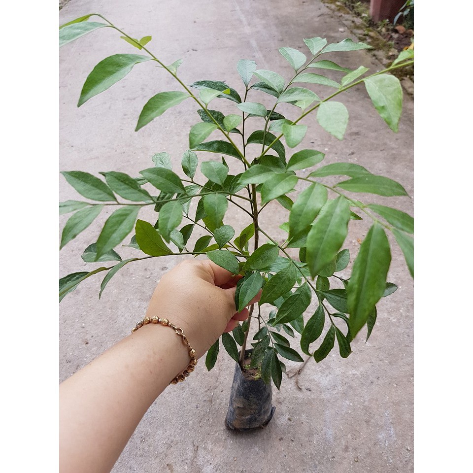 Combo 2 cây mắc mật lá nếp giống chuẩn