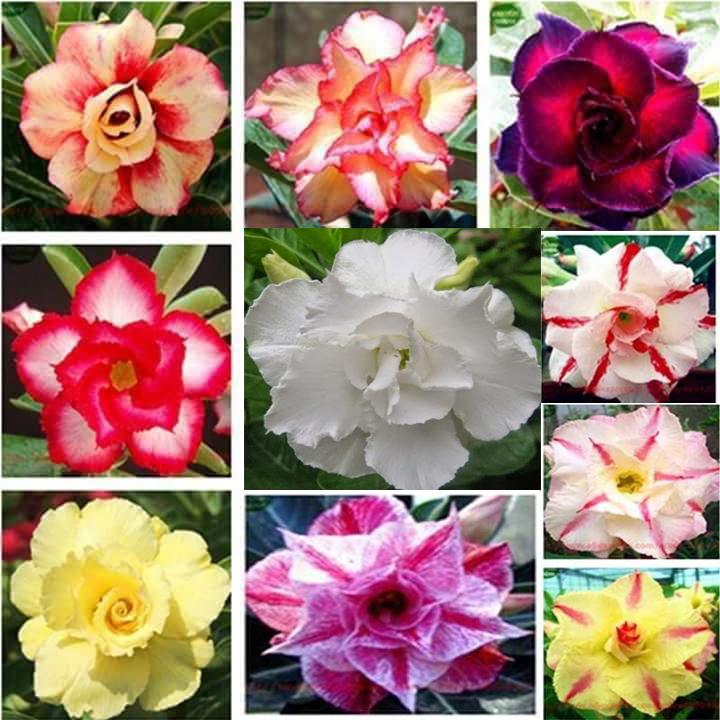 Gói 10 hạt sứ Thái kép mix đủ 10 màu - Thế Giới Rau Mầm Shop