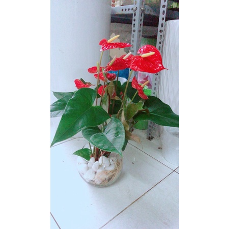 Chậu cây hồng môn thuỷ sinh