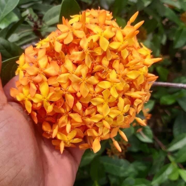 Mẫu Đơn Mỹ Cam - Cây Bông Trang Cam
