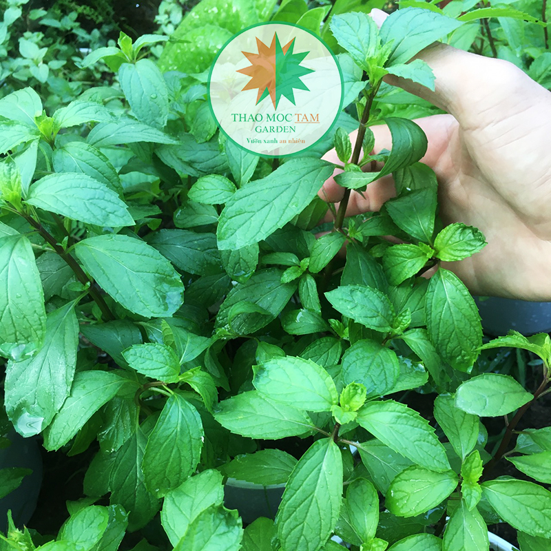 Chậu Cây Bạc Hà Pepper Mint / Bạc Hà Âu (Bạc Hà Tiêu)