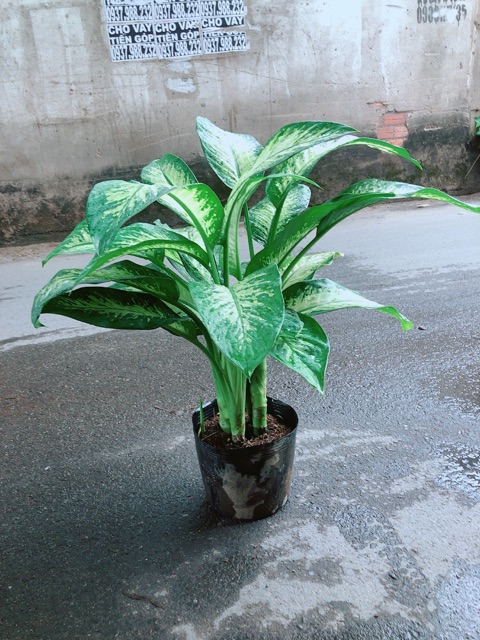 Vạn Niên Thanh Size Lớn