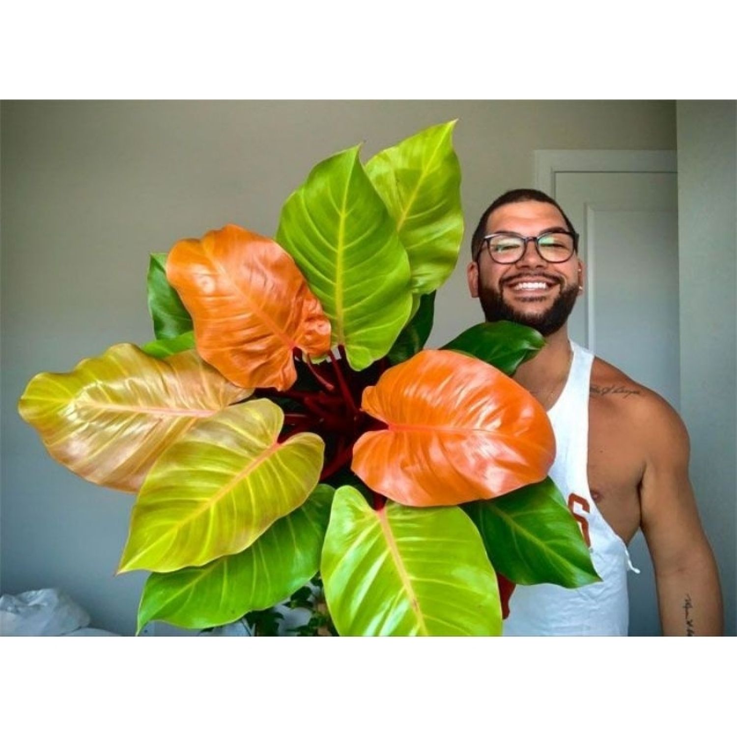 Trầu bà đế vương cam Philodendron erubescens
