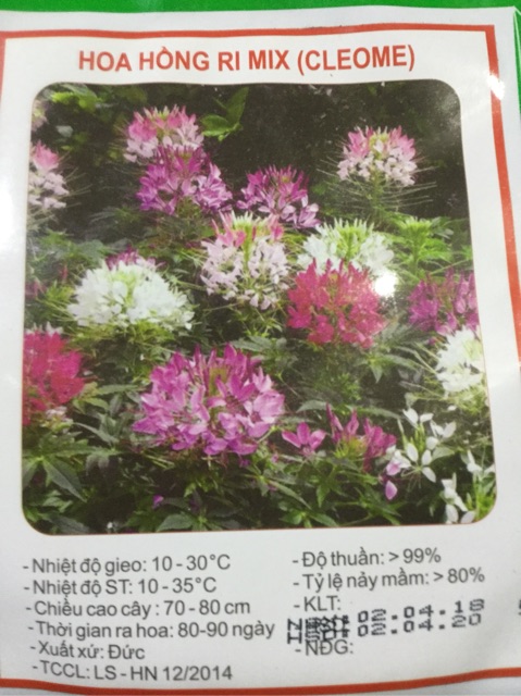 HẠT GIỐNG HOA HỒNG RI MIX (CLEOME)
