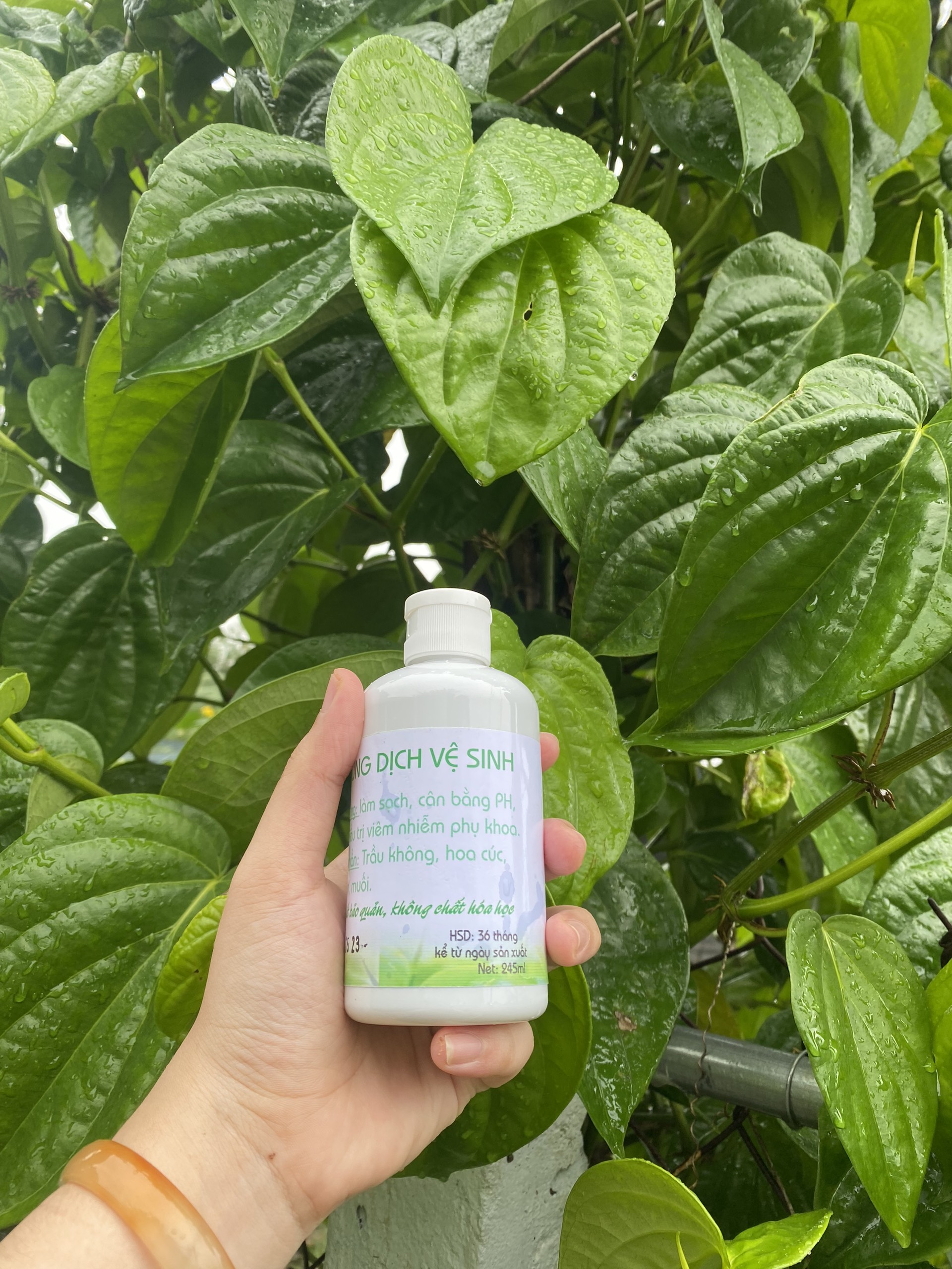 Dung Dịch Vệ Sinh Lá Trầu Không