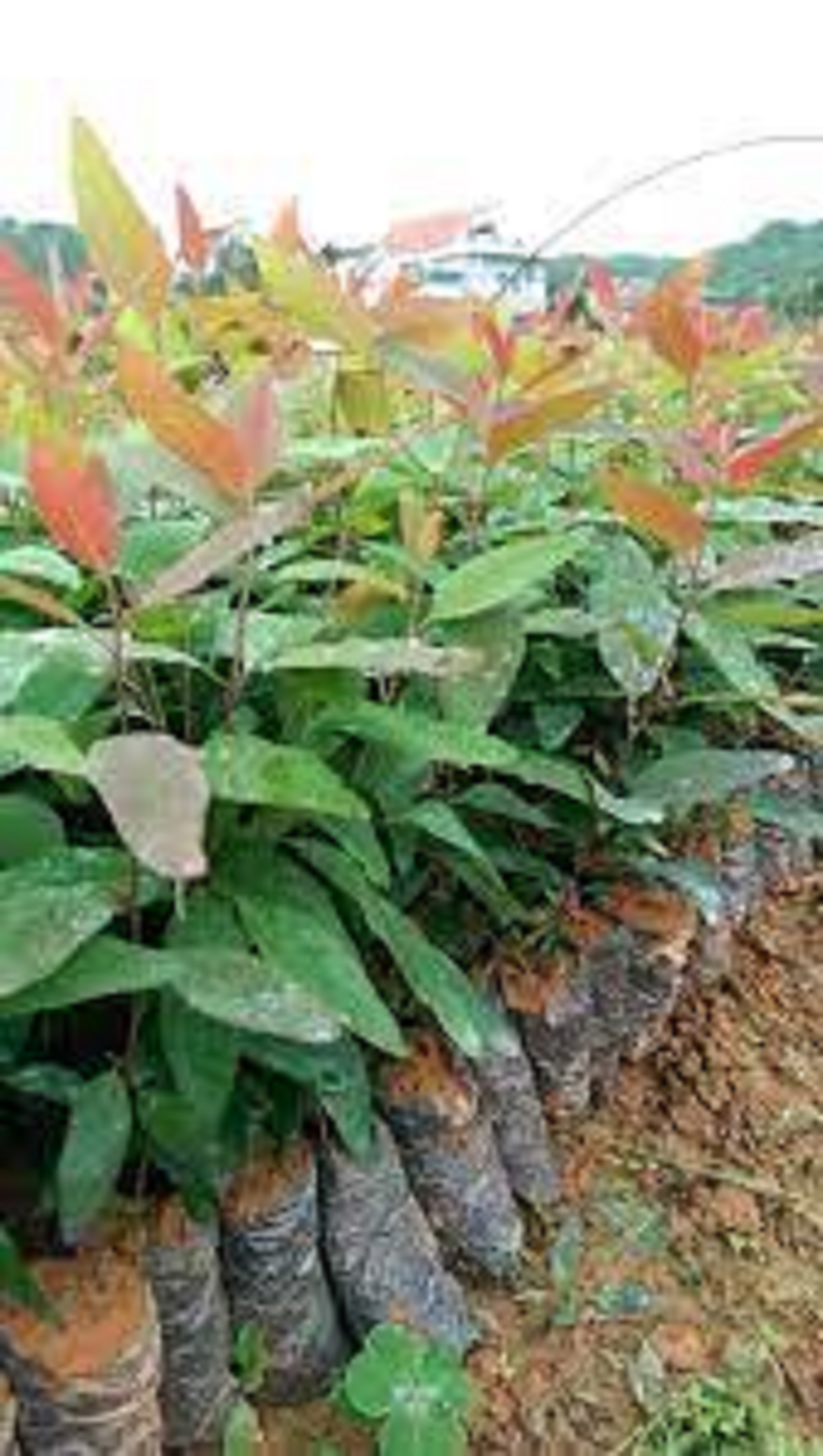 Cây giống bạch đàn 7 màu.