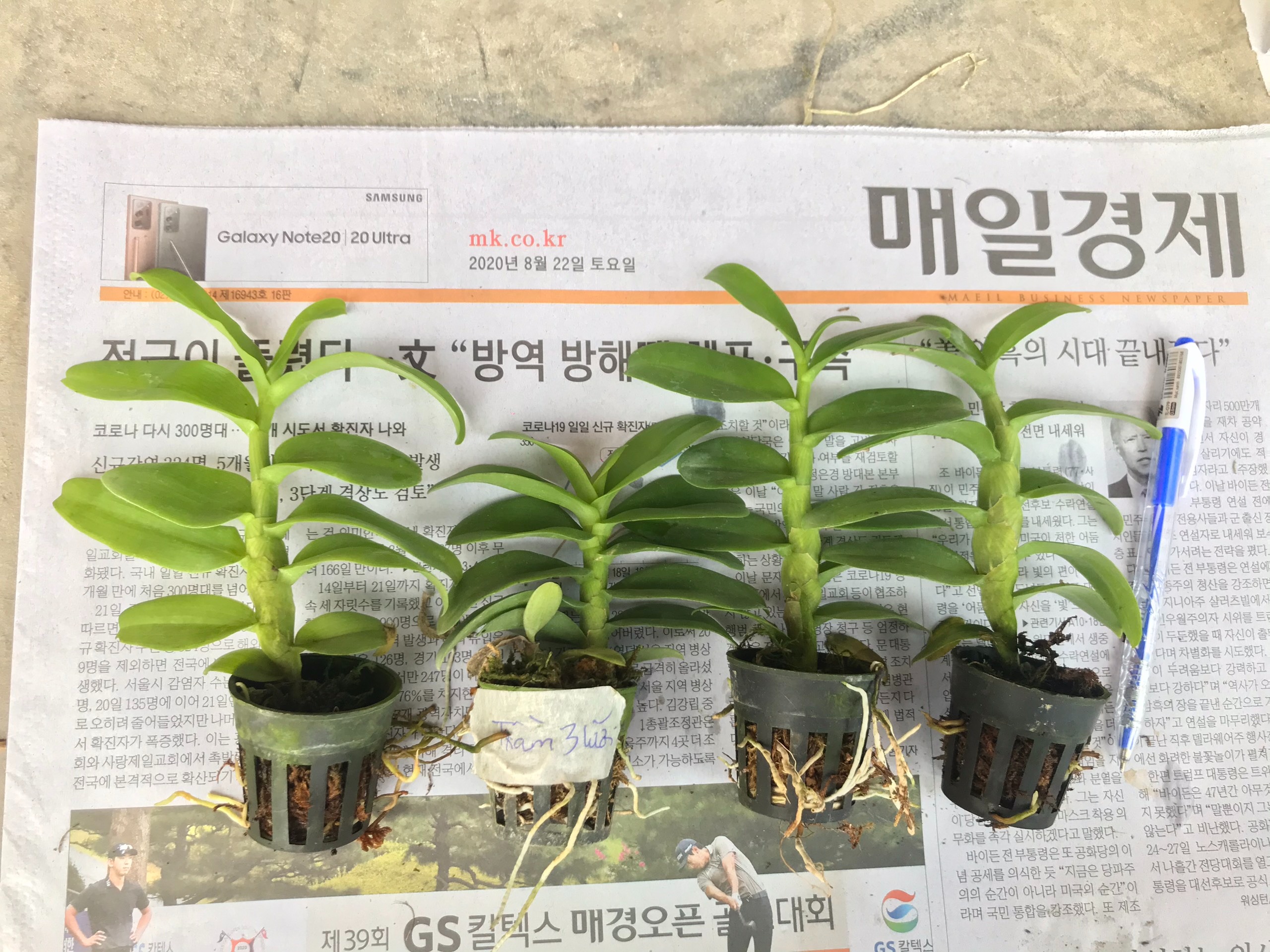 PHI ĐIỆP GIEO HẠT CÂY GIỐNG NHIỀU LOẠI