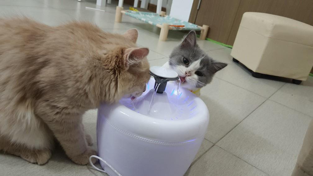 Máy nước tự động ELS tròn cho thú cưng