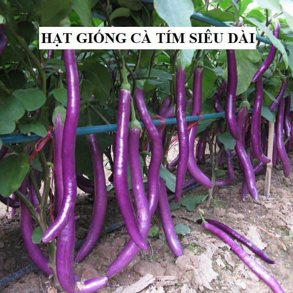 Hạt giống cà tím siêu dài Đài Loan - 0.3gram( 140 hạt)