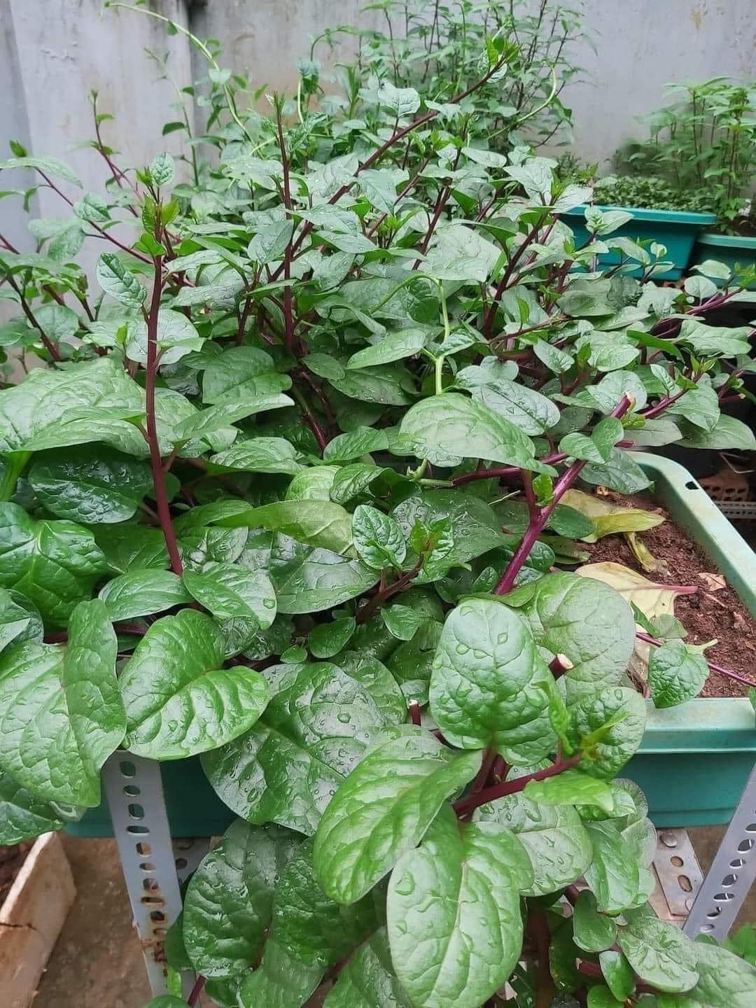 Hạt Giống Rau Mồng Tơi Tím - Gói 3gram