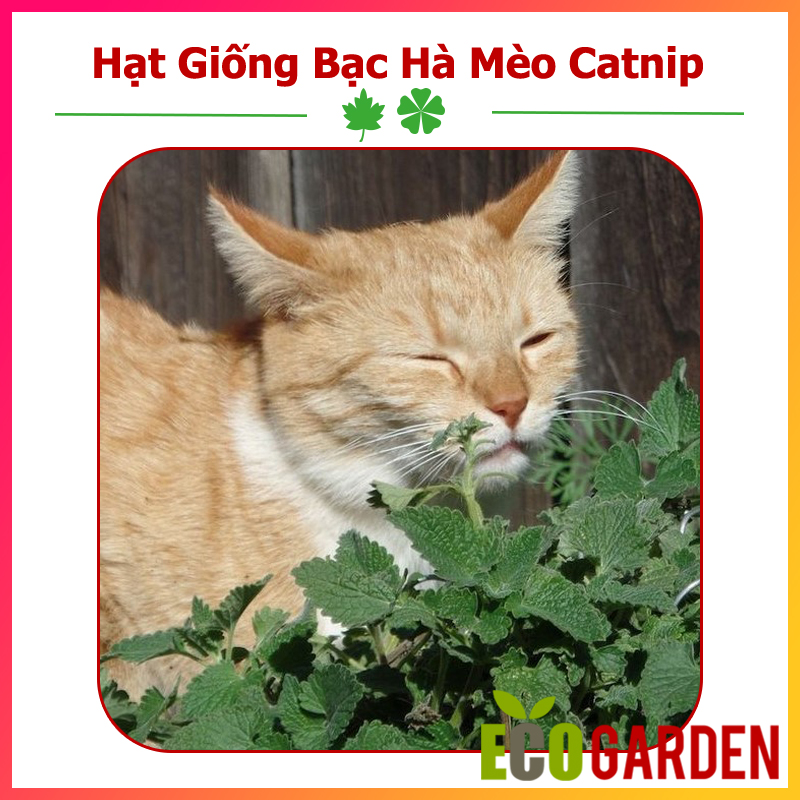 Hạt Giống Bạc Hà Mèo Catnip (Cỏ Mèo) (ECO.566)