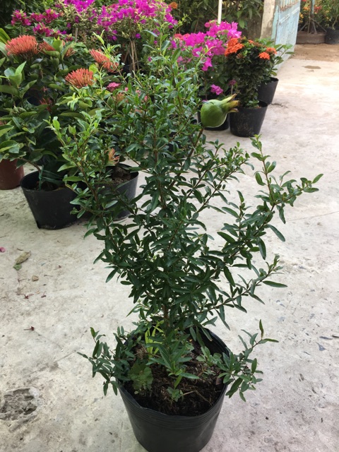Cây lựu đang cho trái