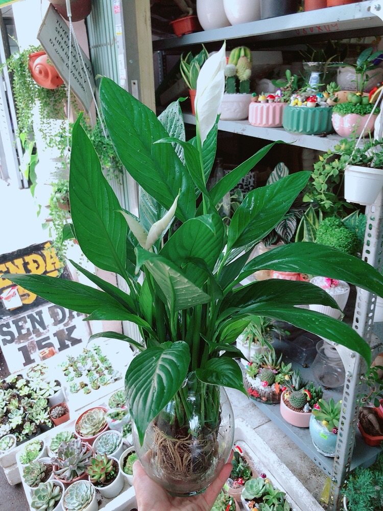 Chậu lan ý thuỷ sinh