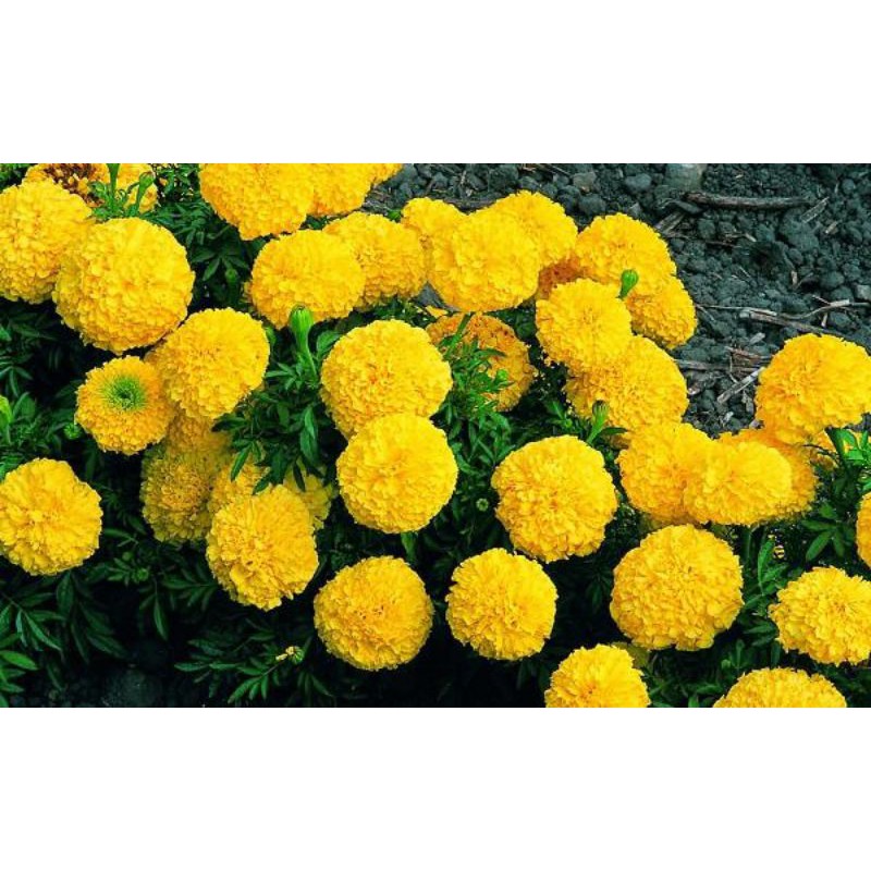 1000 HẠT GIỐNG CÚC VẠN THỌ VÀNG CHANH