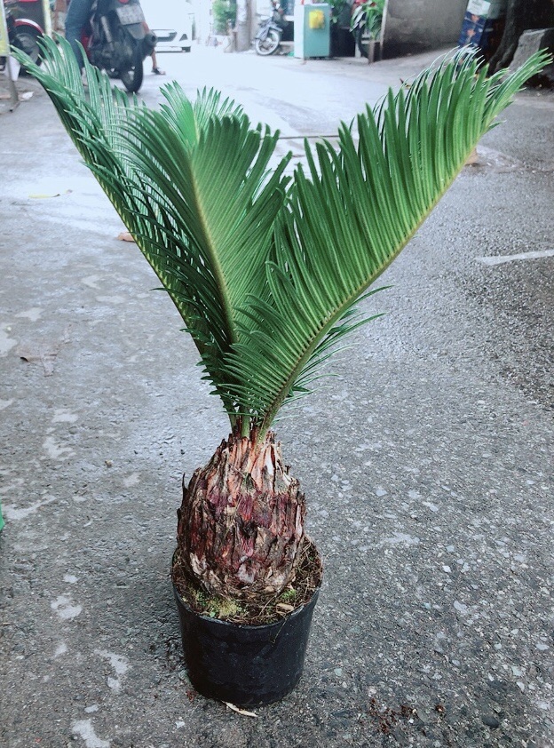 Chậu Vạn Tuế