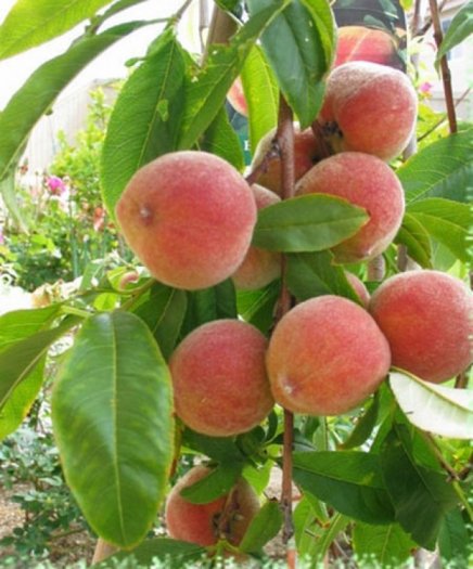 Cây ĐÀO BÁT TIÊN. quả cực ngon, siêu sai quả