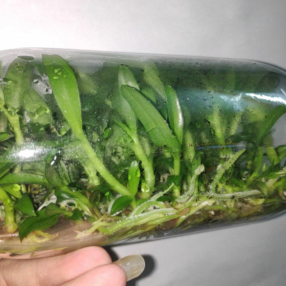 [Cây giống] Giả Hạc Ma Bó - Cây con gieo hạt