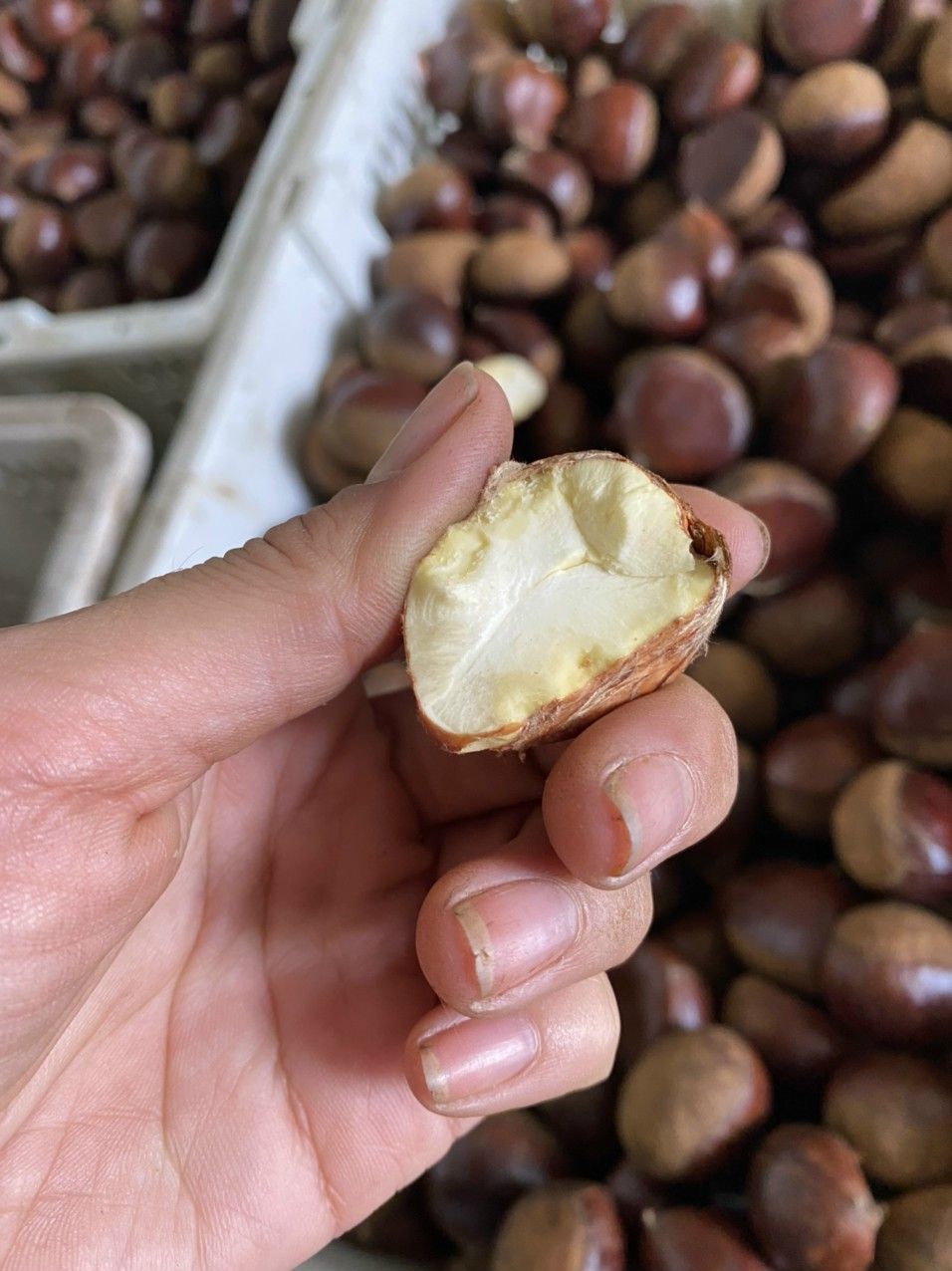 Hạt dẻ Cao Bằng 1kg