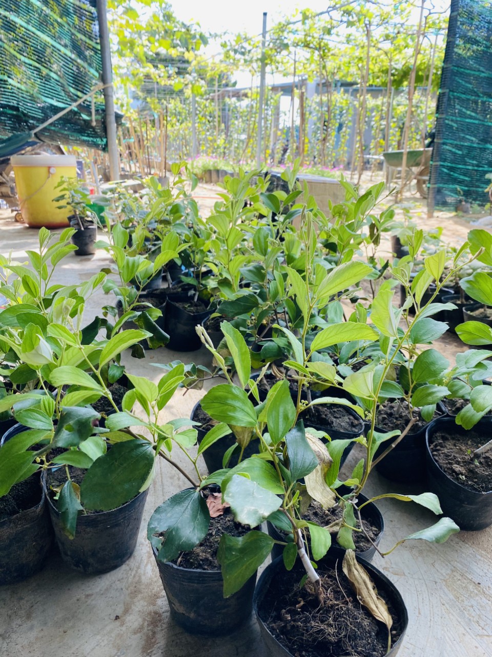 Cây Giống Táo Thái Leo Giàn Ninh Thuận