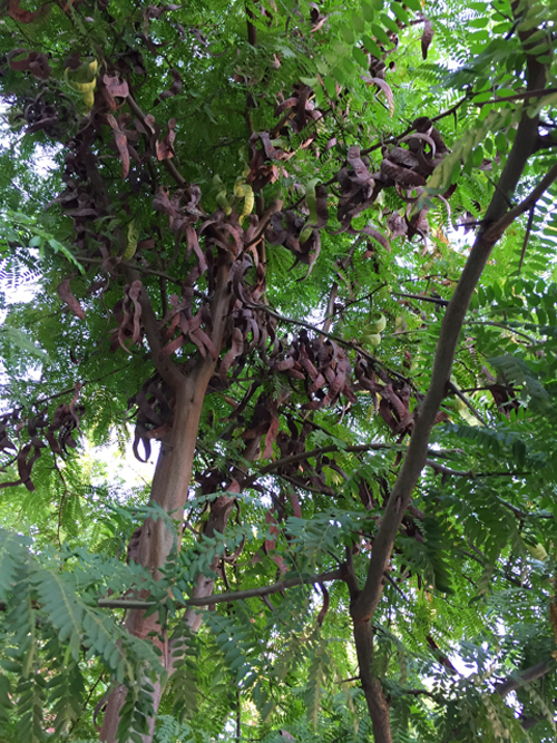 Hạt giống cây bồ kết