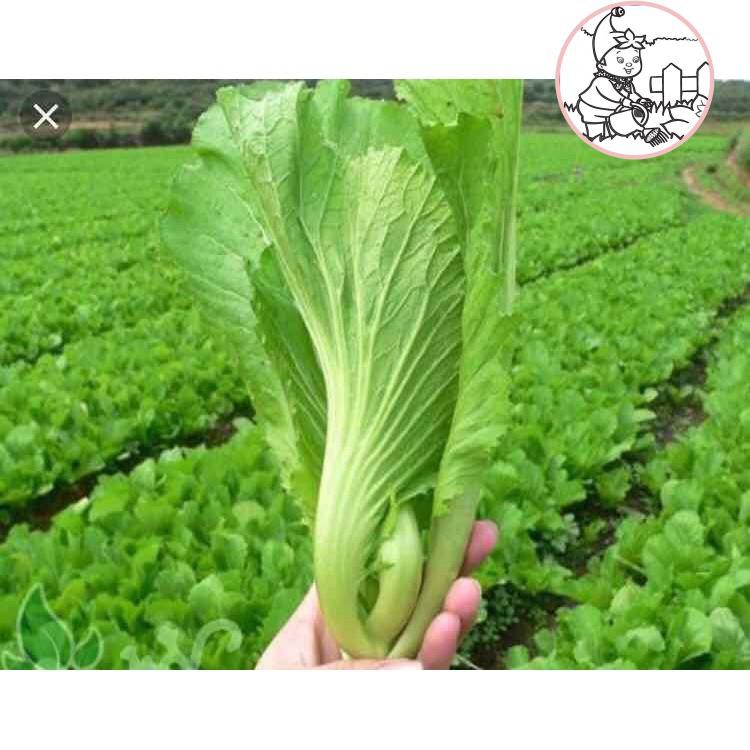 HẠT CẢI BẸ DƯA (TÒA XẠI) - GÓI 10 GRAM