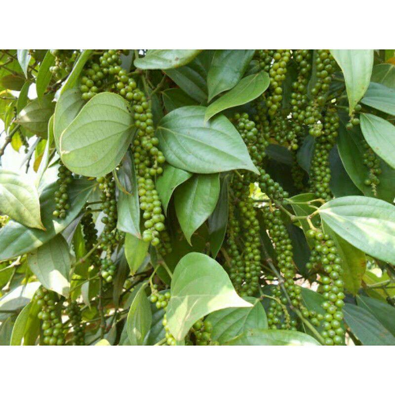 Giống tiêu srylanka