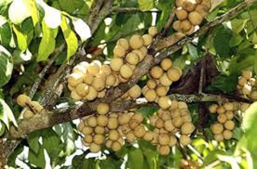 Cây giống bòn bon + tặng kèm 3 cây lá chè xanh uống nước