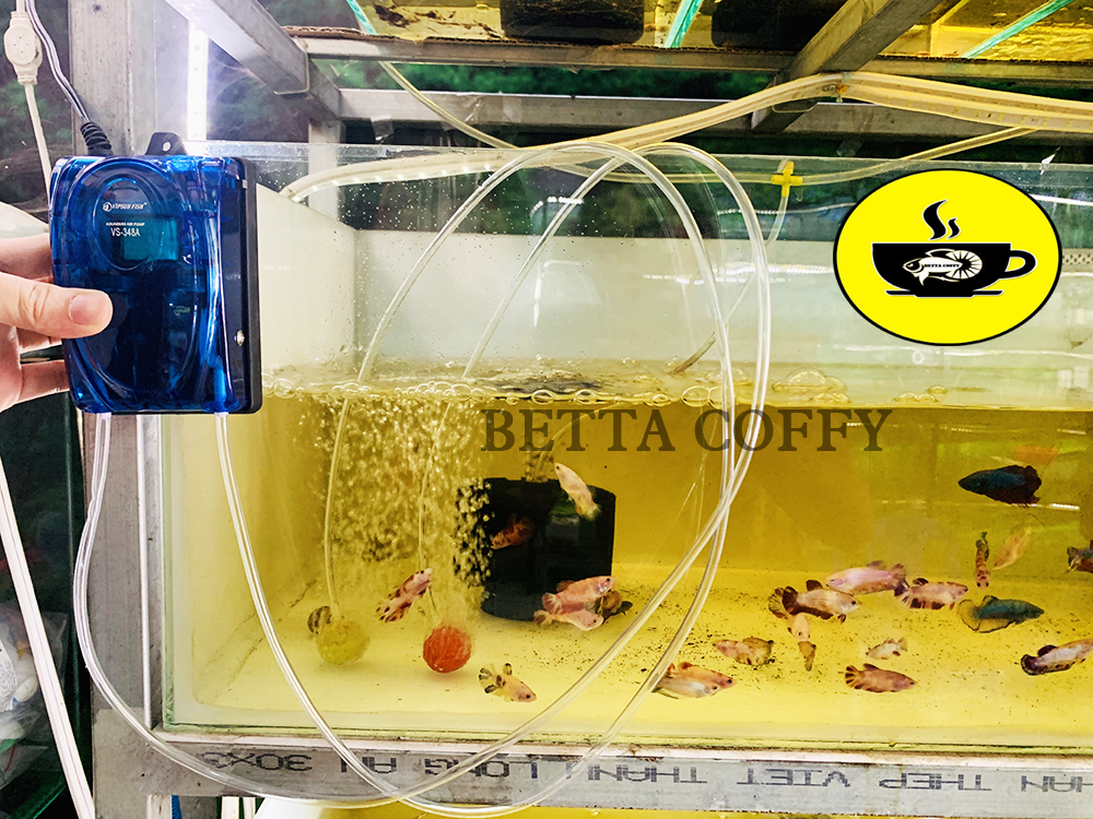 Ống Dây Oxy cho hồ cá 5 - 8 Li - Cực Bền - Cực Dẻo 🐠