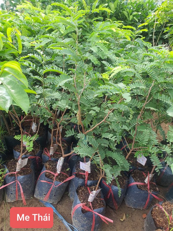 CÂY ME THÁI SIÊU QUẢ trồng chậu