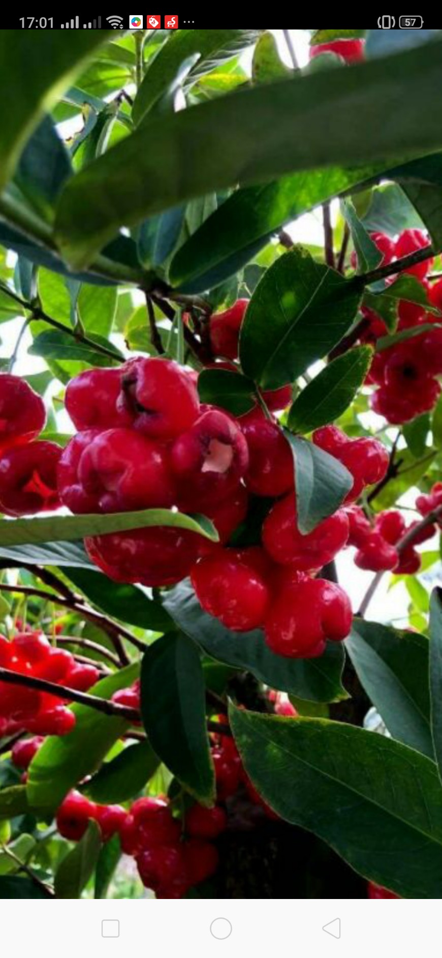 Cây giống Mận Hoàng Yến