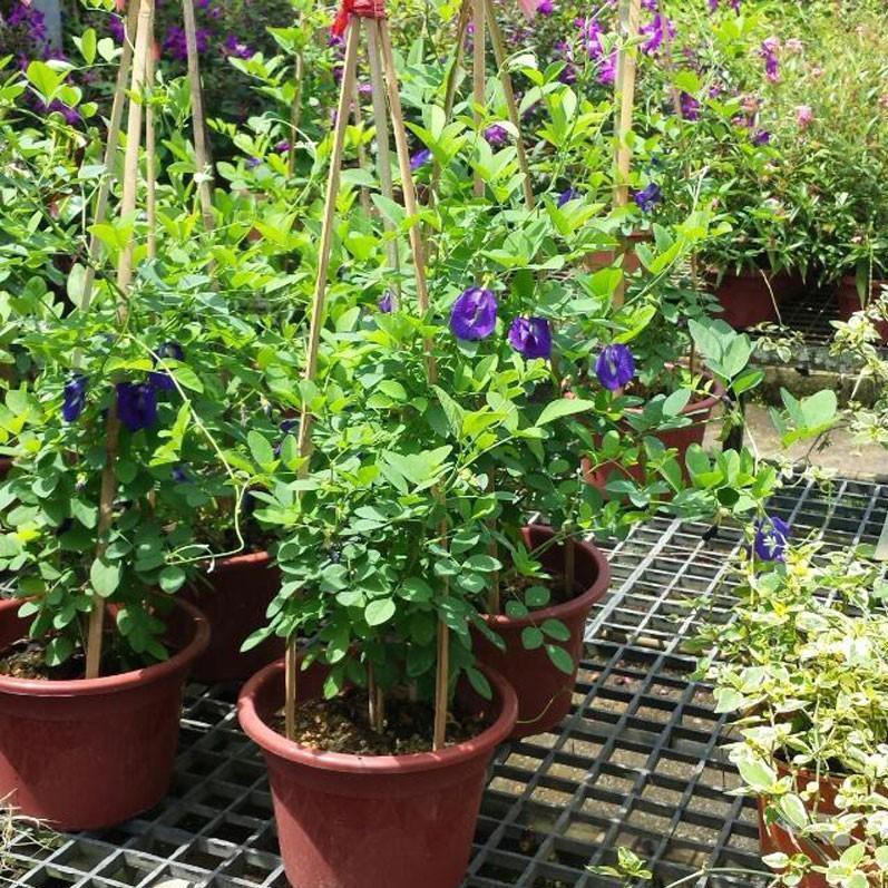 Hạt giống hoa đậu biếc 20 hạt