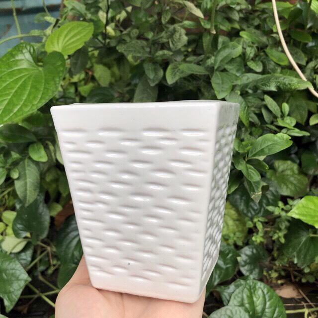 Chậu Sứ Trồng Cây- Dáng Vuông Vát