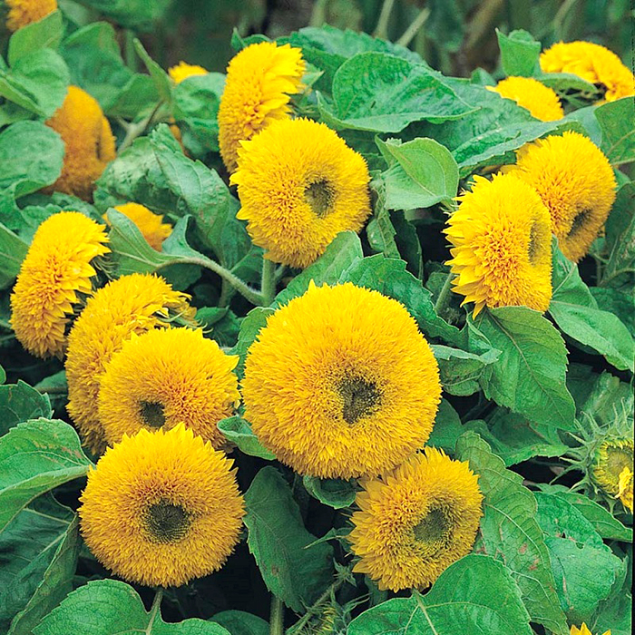 Hạt giống hoa Hướng Dương kép thân lùn PTP99 | Phởms Market