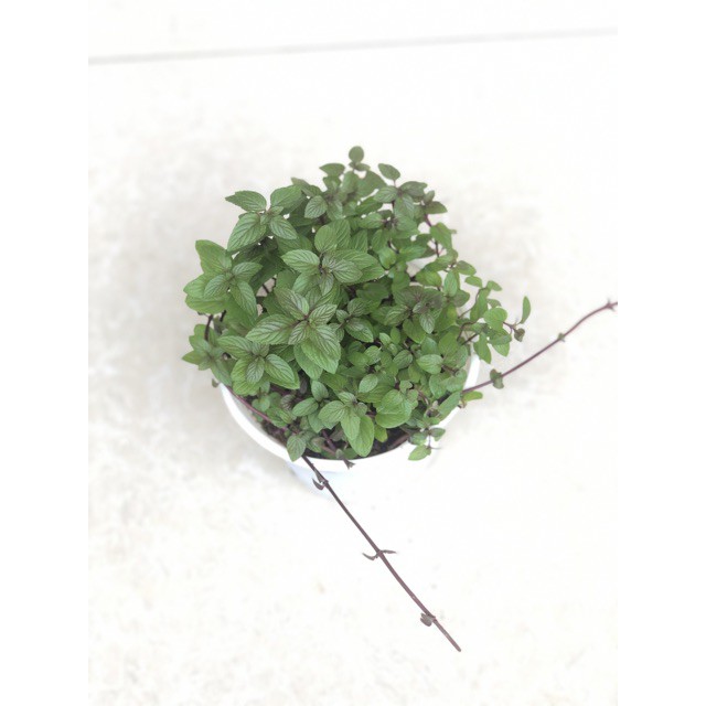 Cây Bạc Hà Chocolate Mint
