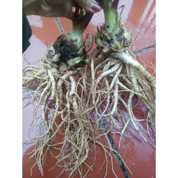 Sâm đương quy tươi 150k/2kg