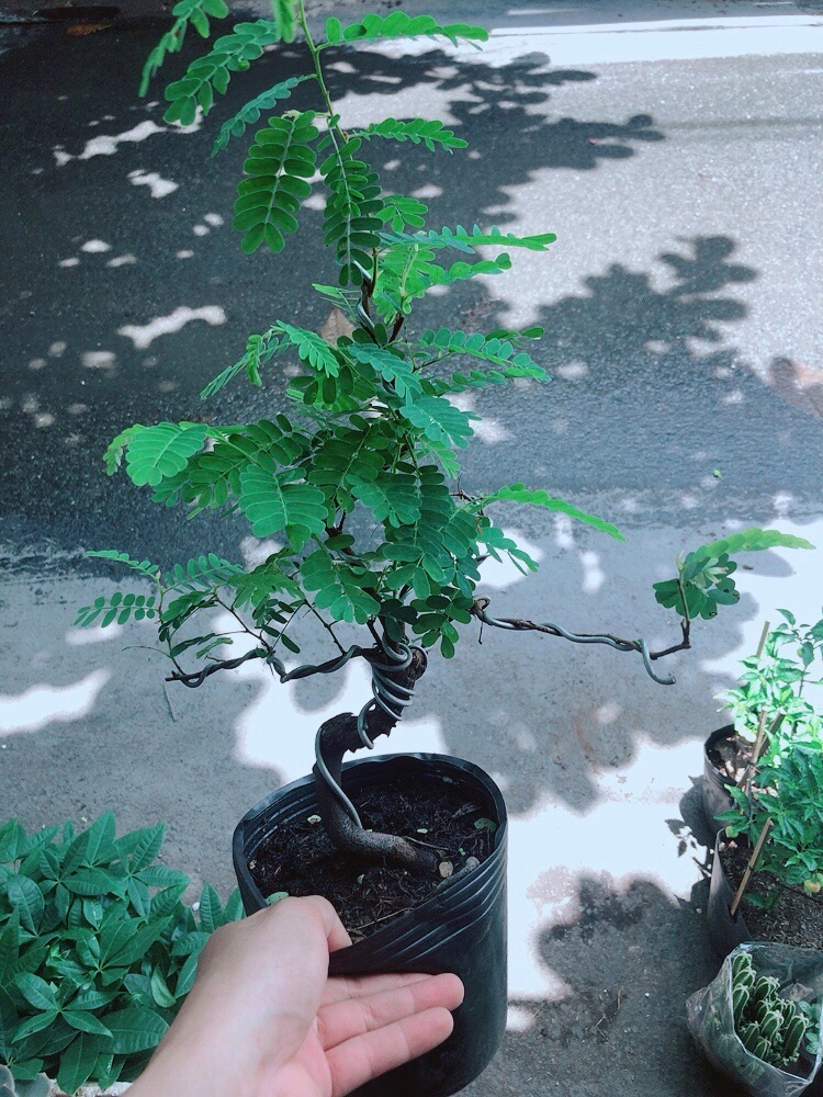 Cây Me Bonsai