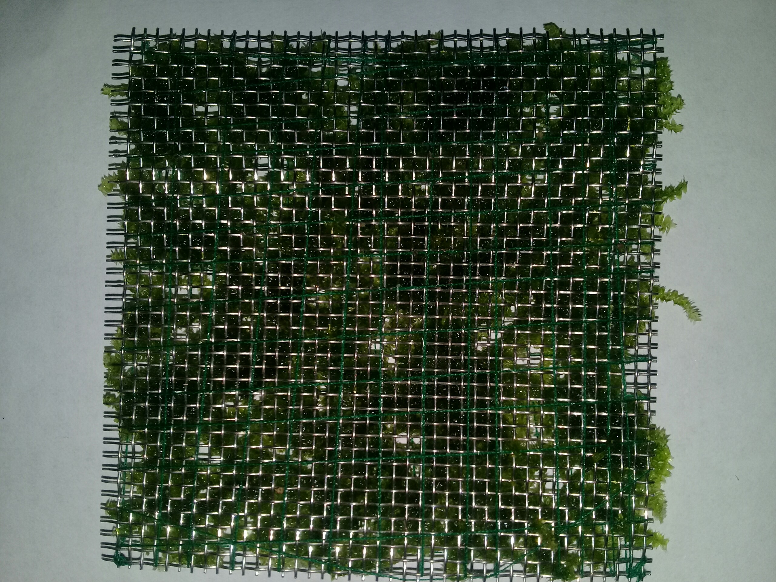 Vĩ Inox buộc rêu