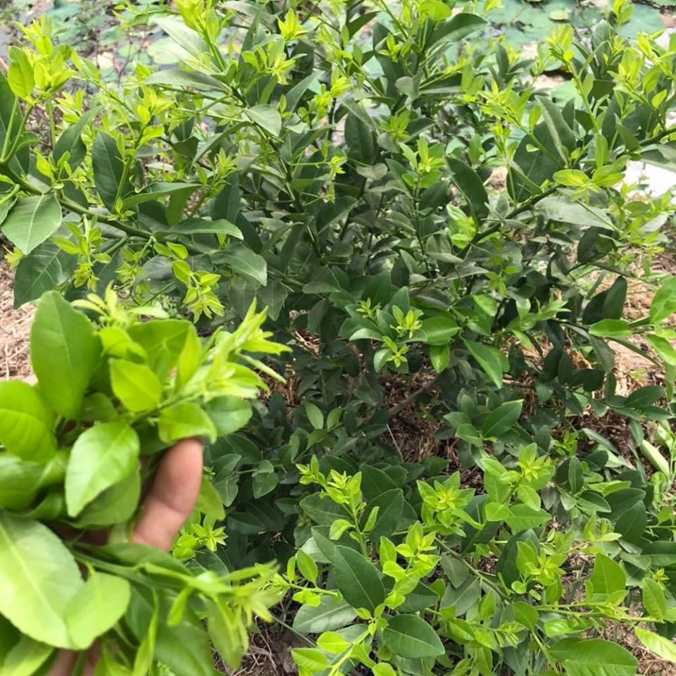 Túi 1kg Phân bón cho cây chanh ra đọt, đẻ nhánh, đâm chồi