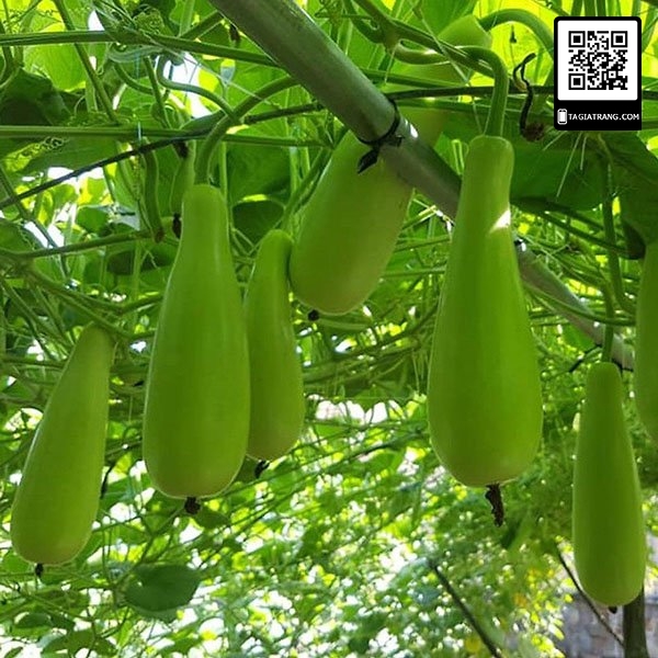 Hạt giống Bầu xị lai - Gói 2g