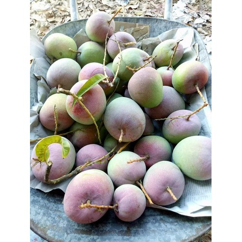 CÂY GIỐNG XOÀI ÚC QUẢ TO