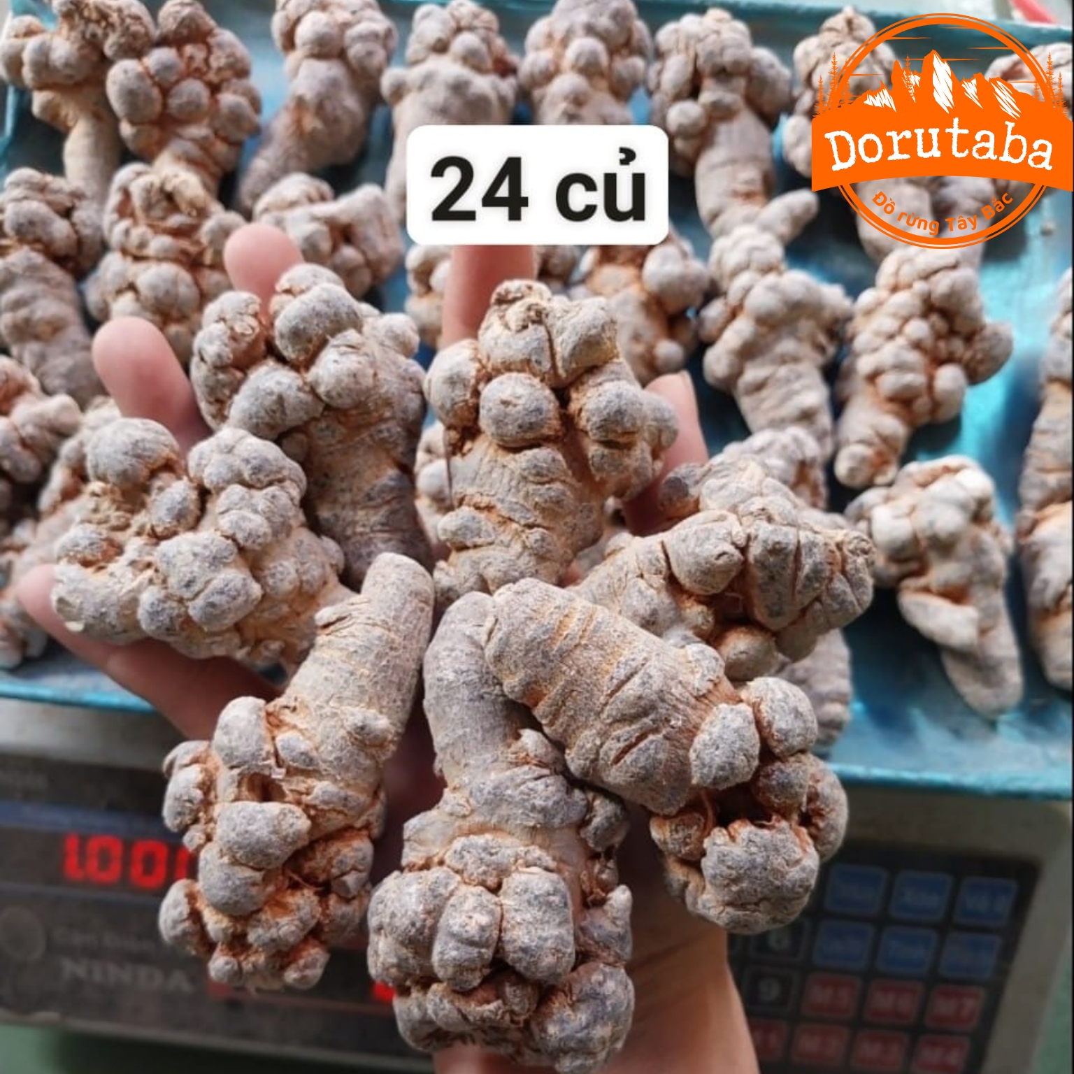 Củ Tam thất bắc hoang rừng Tây Bắc loại hiếm siêu thượng hạng củ khô 24 củ/kg, hàng chọn loại 1, củ nạc già, nhiều năm tuổi