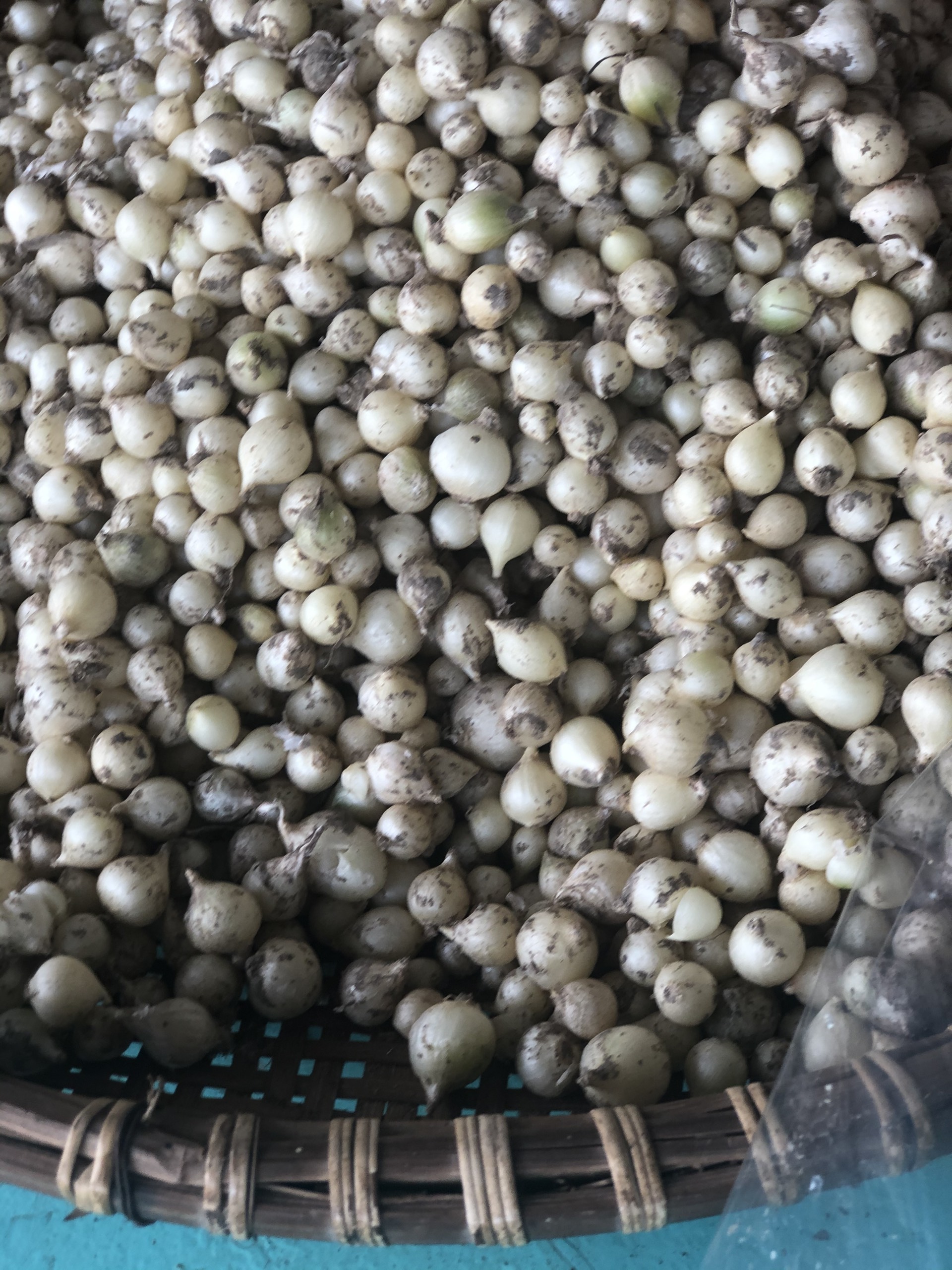 HÀNH TĂM XỨ NGHỆ (CỦ NÉN) 1KG