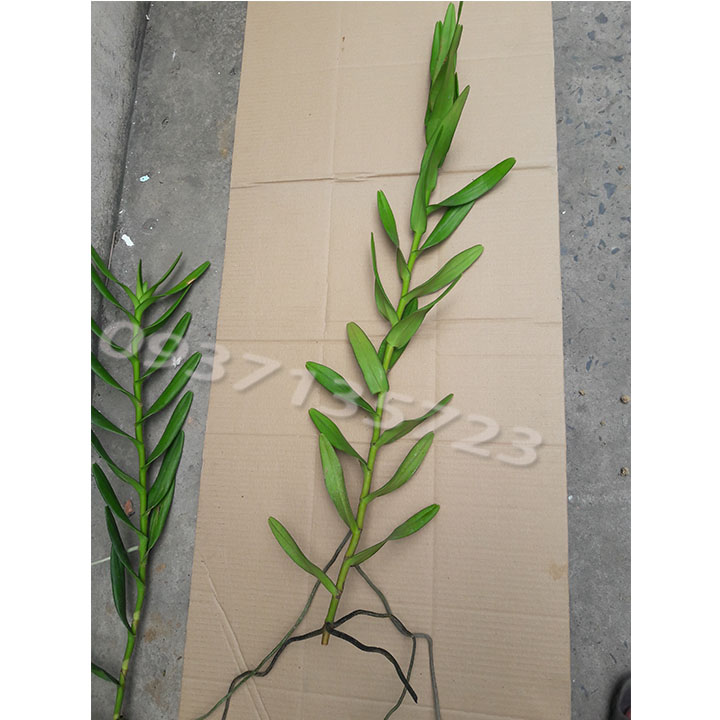 [HCM]COMBO 3 CÂY LAN BÒ CẠP VÀNG CÂY GIỐNG