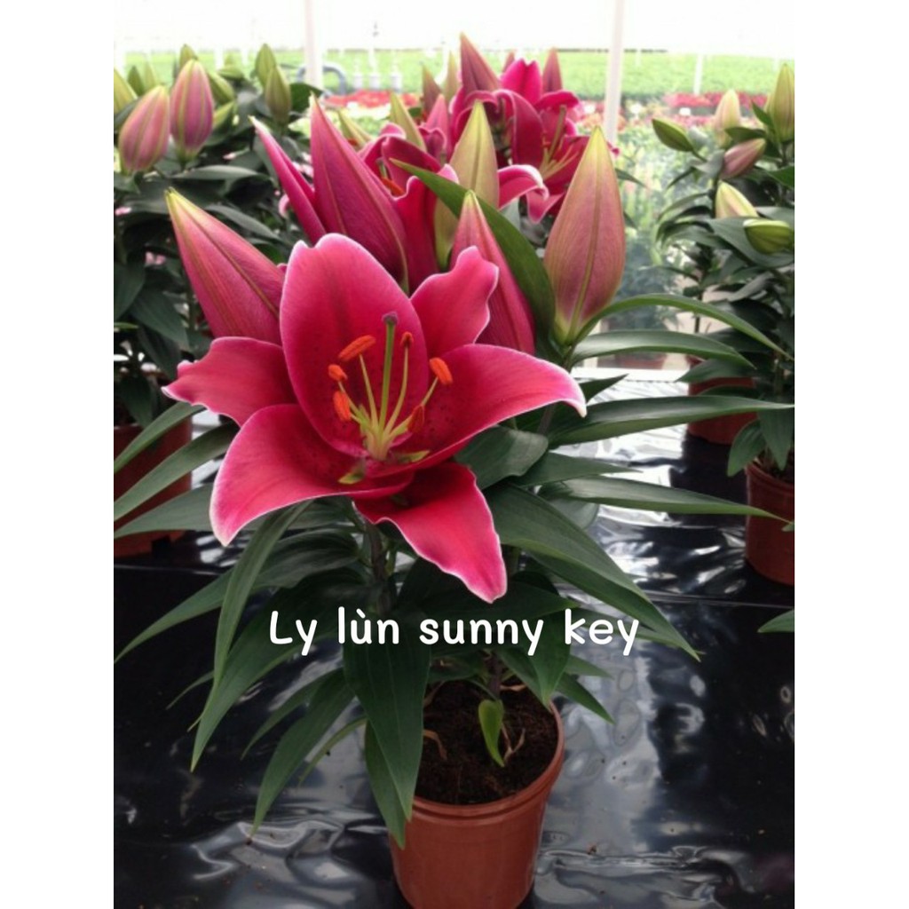 Combo 5 Củ Ly Lùn Màu Vàng (Củ Ly Giống)