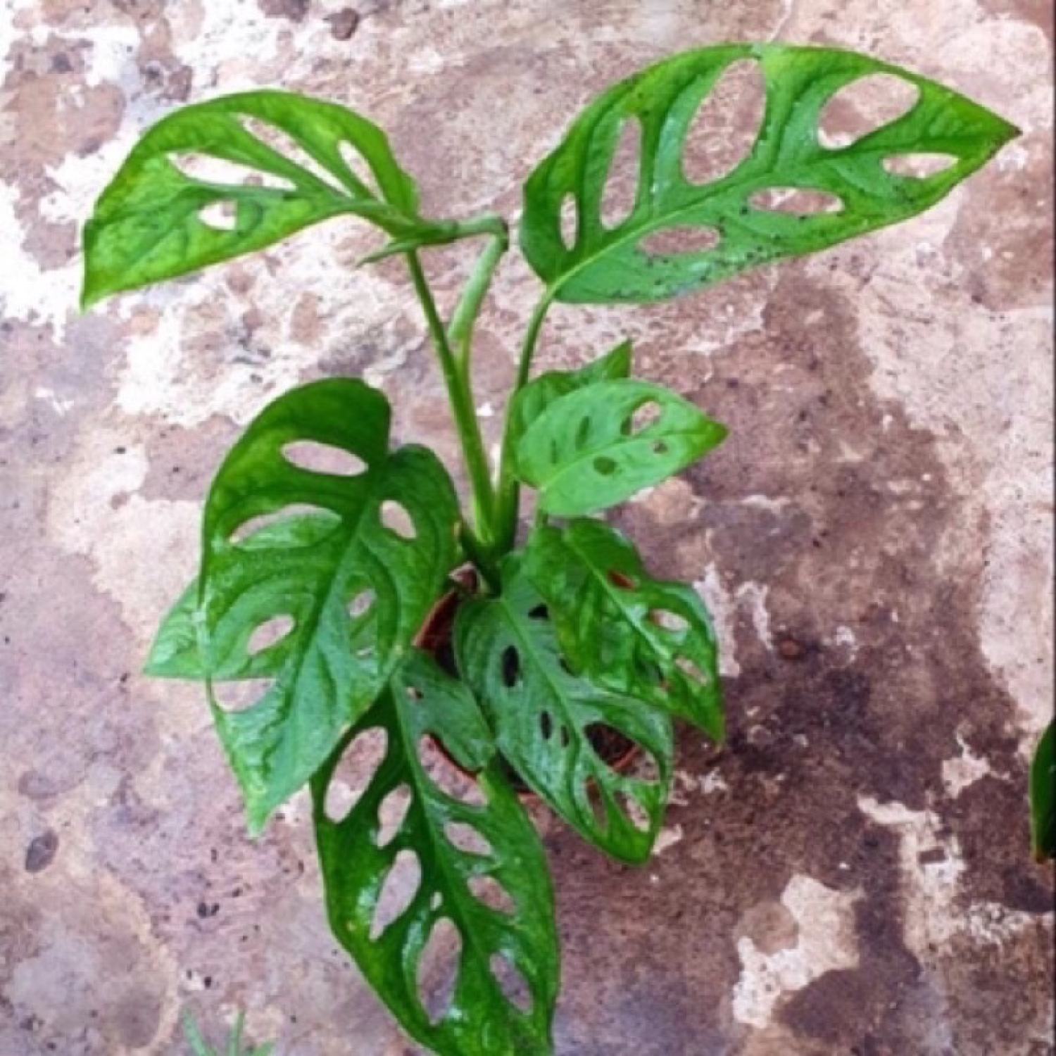 Trầu bà lá lỗ (trồng thuỷ sinh được)